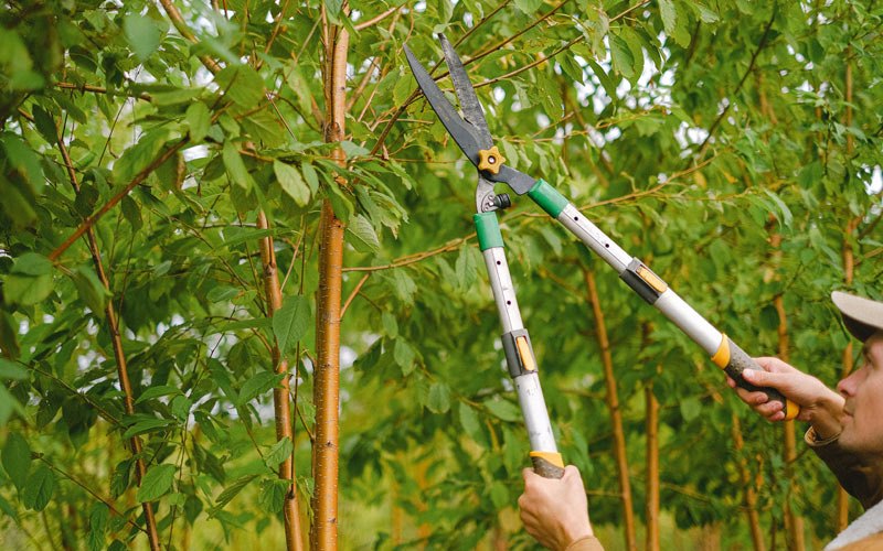 Tree trimming in Ames, IA